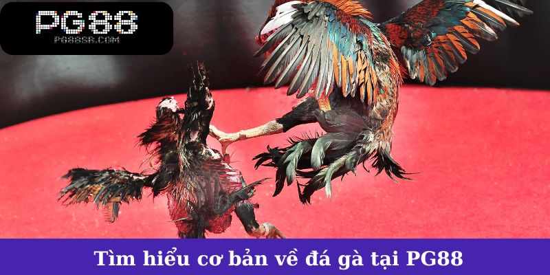 Tìm hiểu cơ bản về đá gà tại PG88